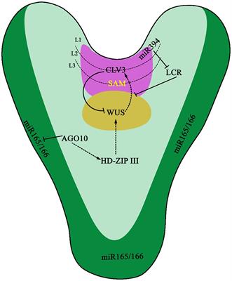 microRNAs and Their Roles in Plant Development